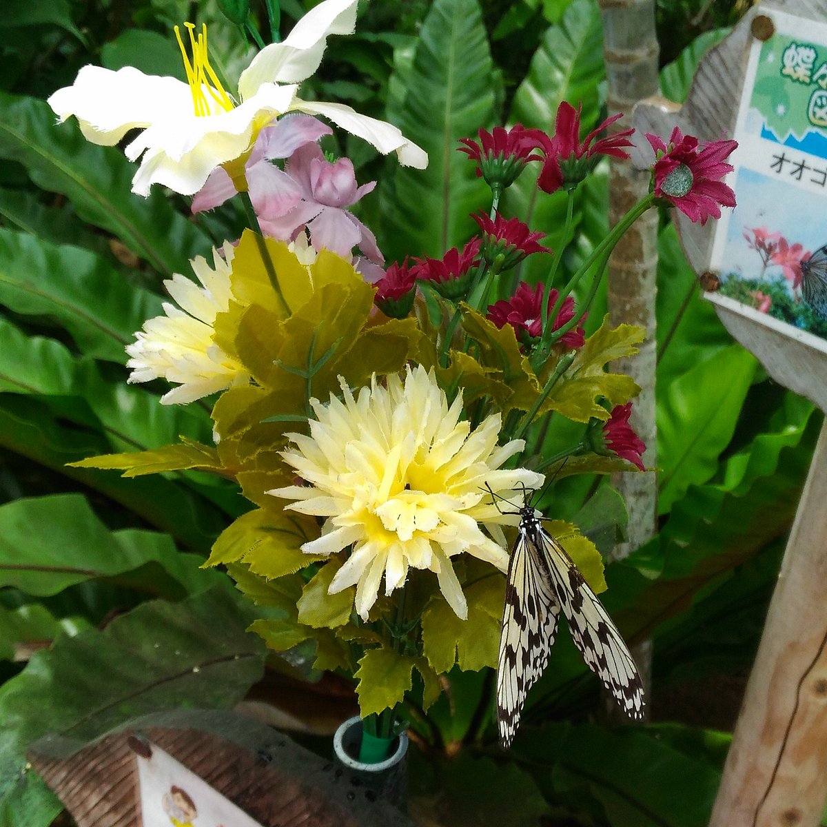 花に止まる蝶