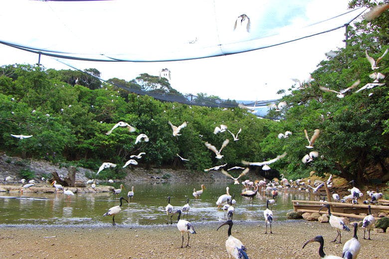 鳥の歩行遊覧